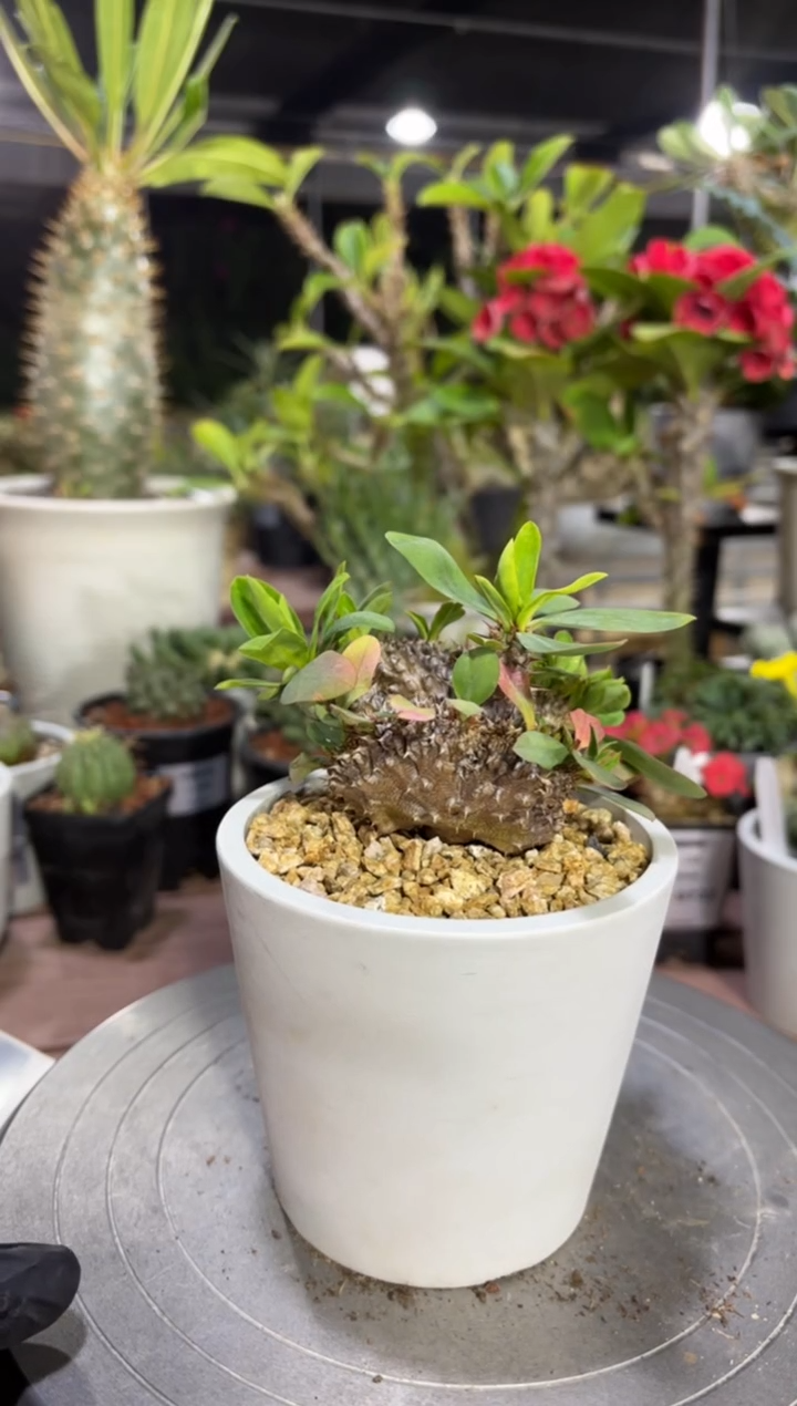 缀化美花大戟FD-1298