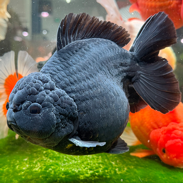 精品短尾将军泰狮·永杰