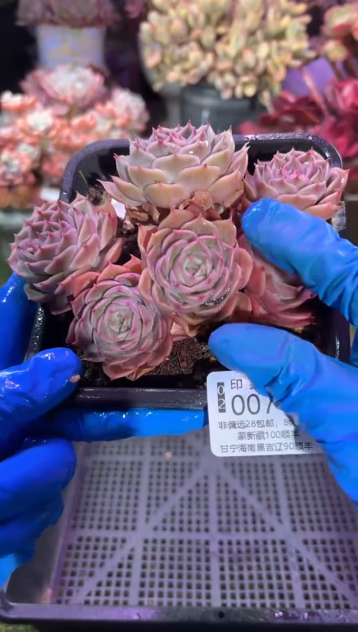 【闪购商品】00746