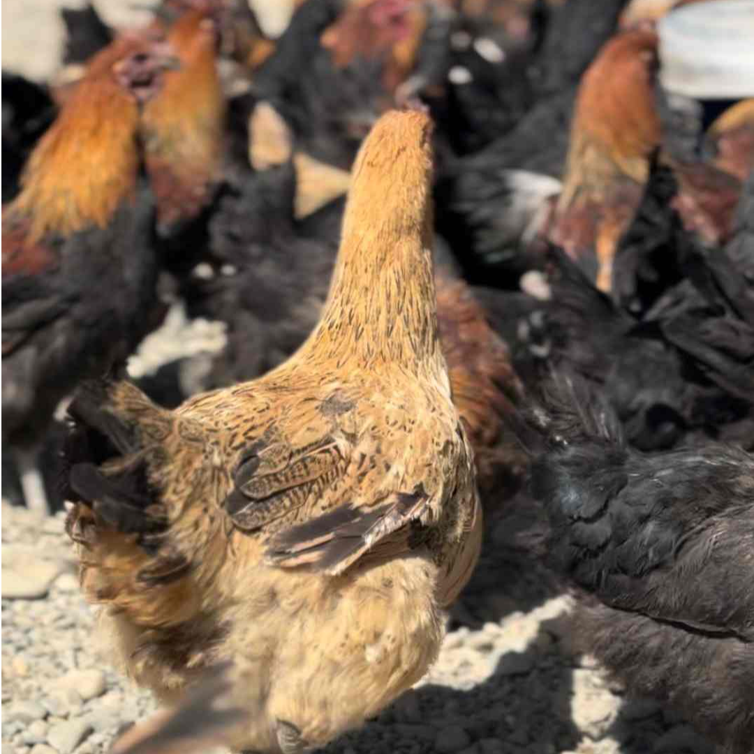 天空之城原生态散养藏香鸡生鲜肉