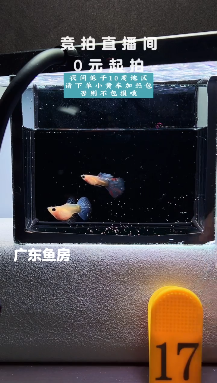 孔雀鱼蓝水晶球体一对编号17