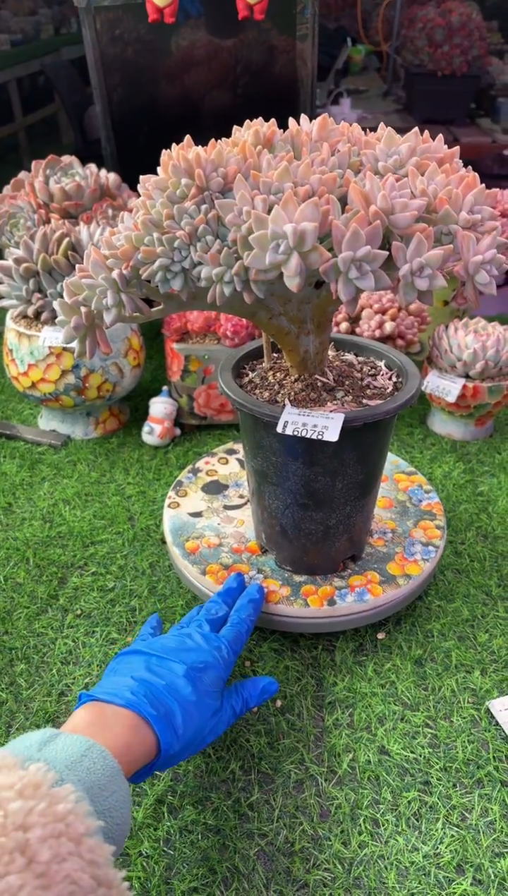 昆明印象多肉6078