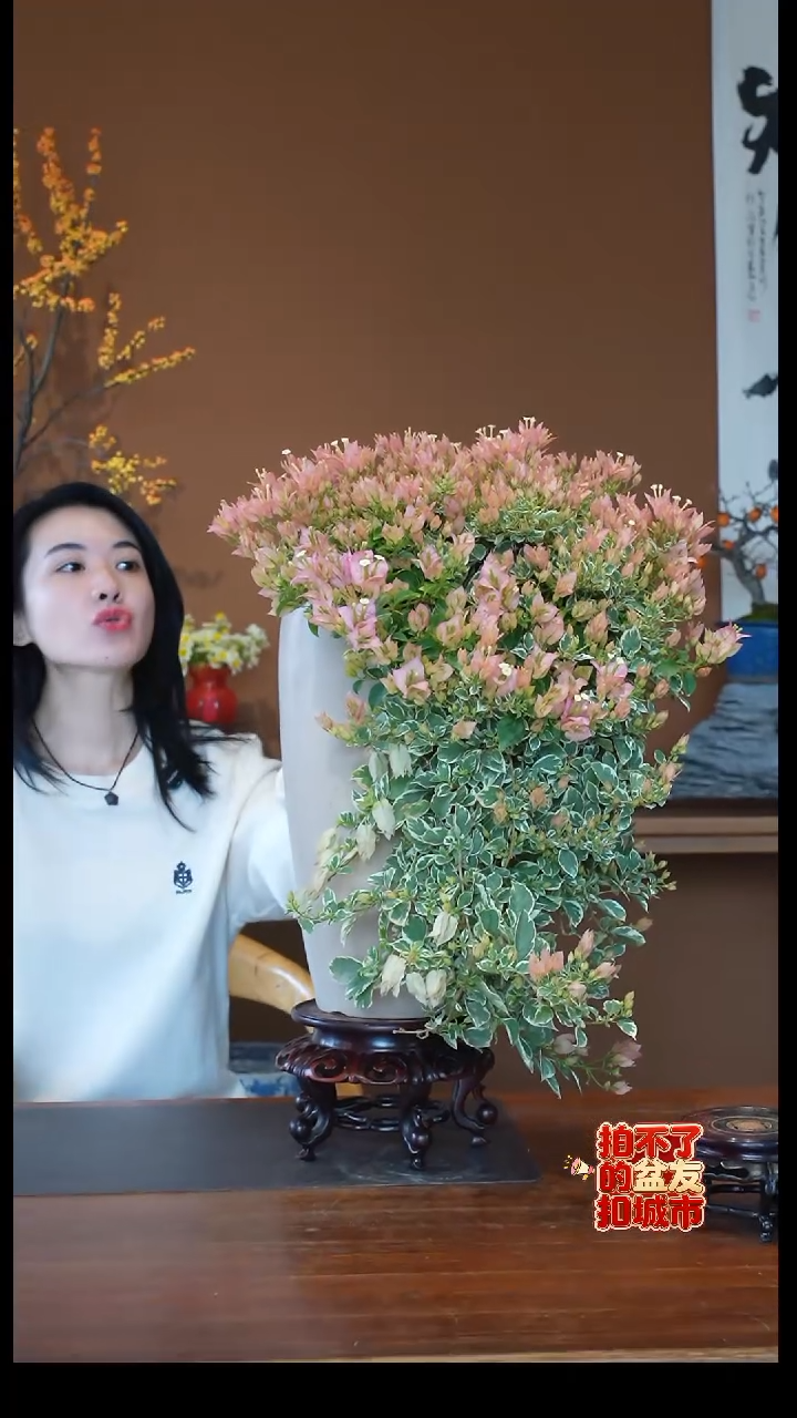 全部花朵三角梅盆景盆景
