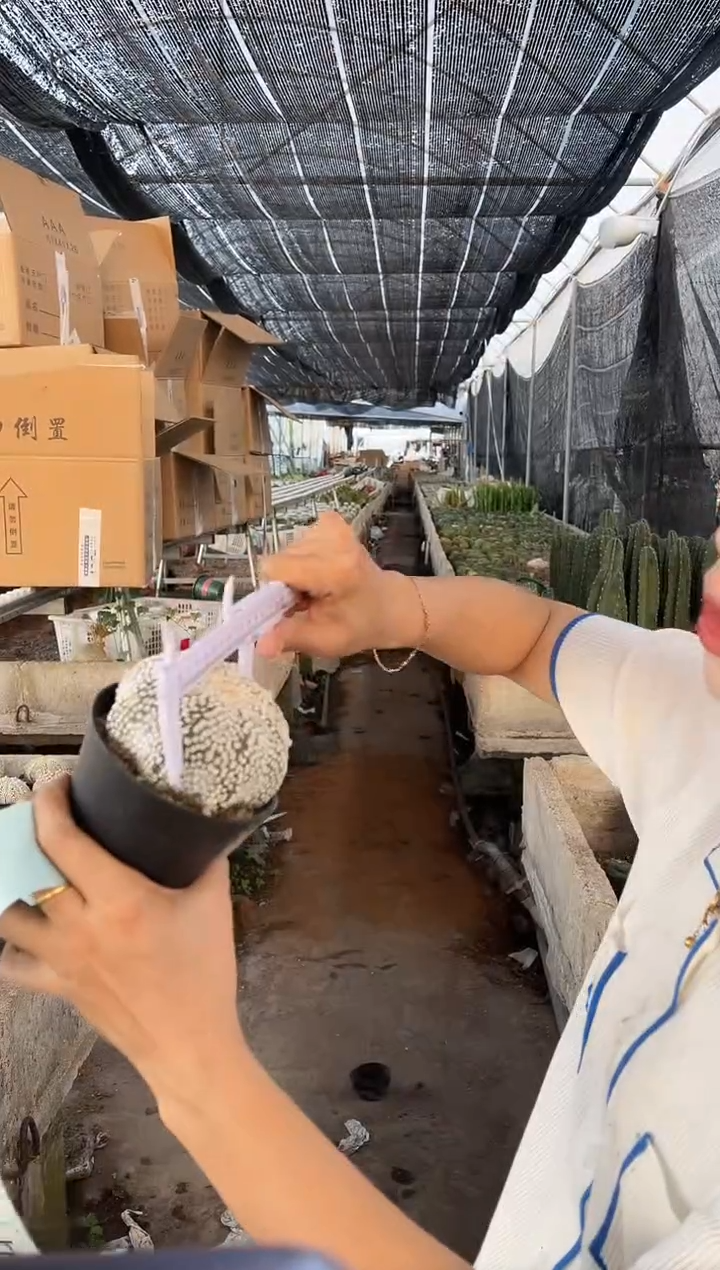 一物一拍 50 号兜带盆土