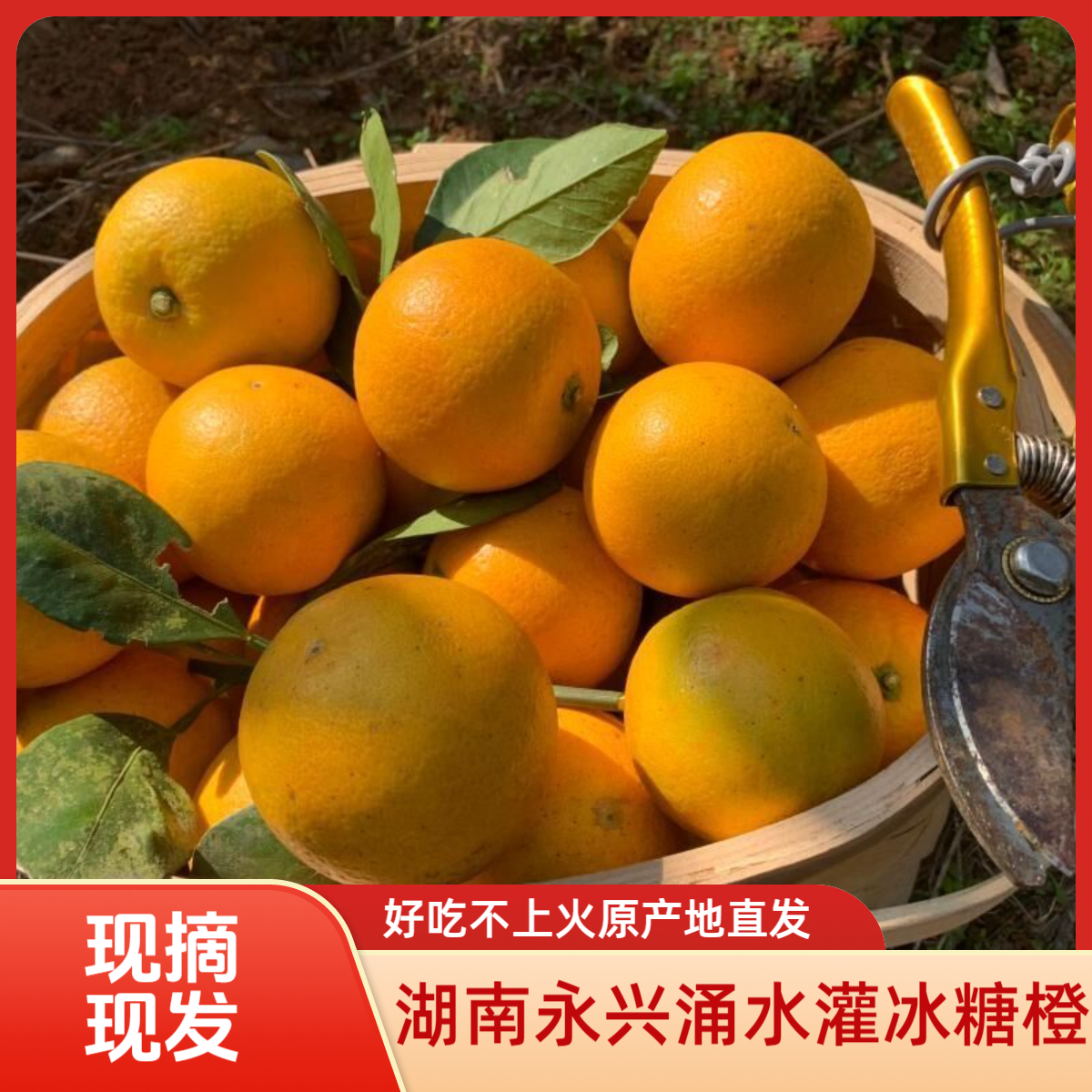 湖南永兴涌水灌冰糖橙原产地现摘现发17斤装