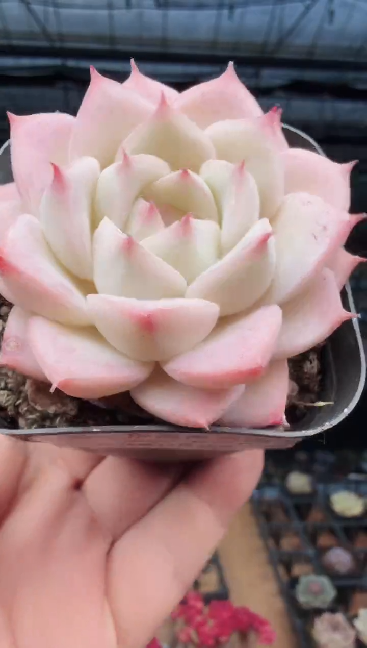 东云多肉园新款-529