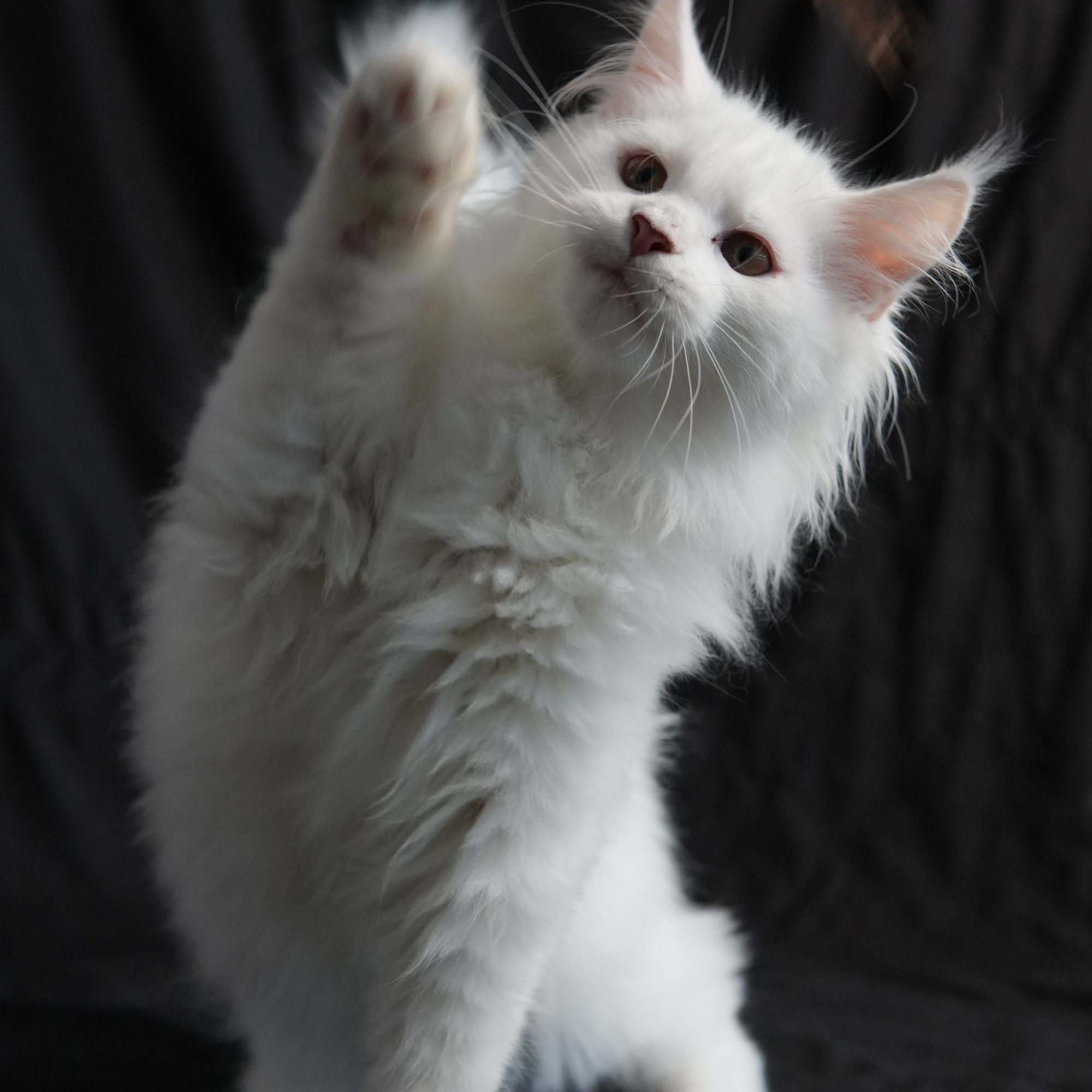 德瑞萌宠猫咪活体改价专属链接