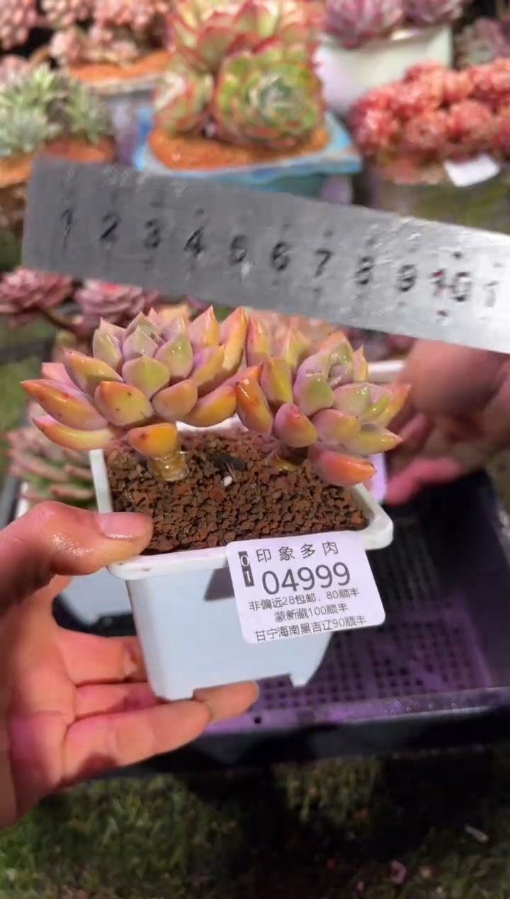 【闪购商品】04999