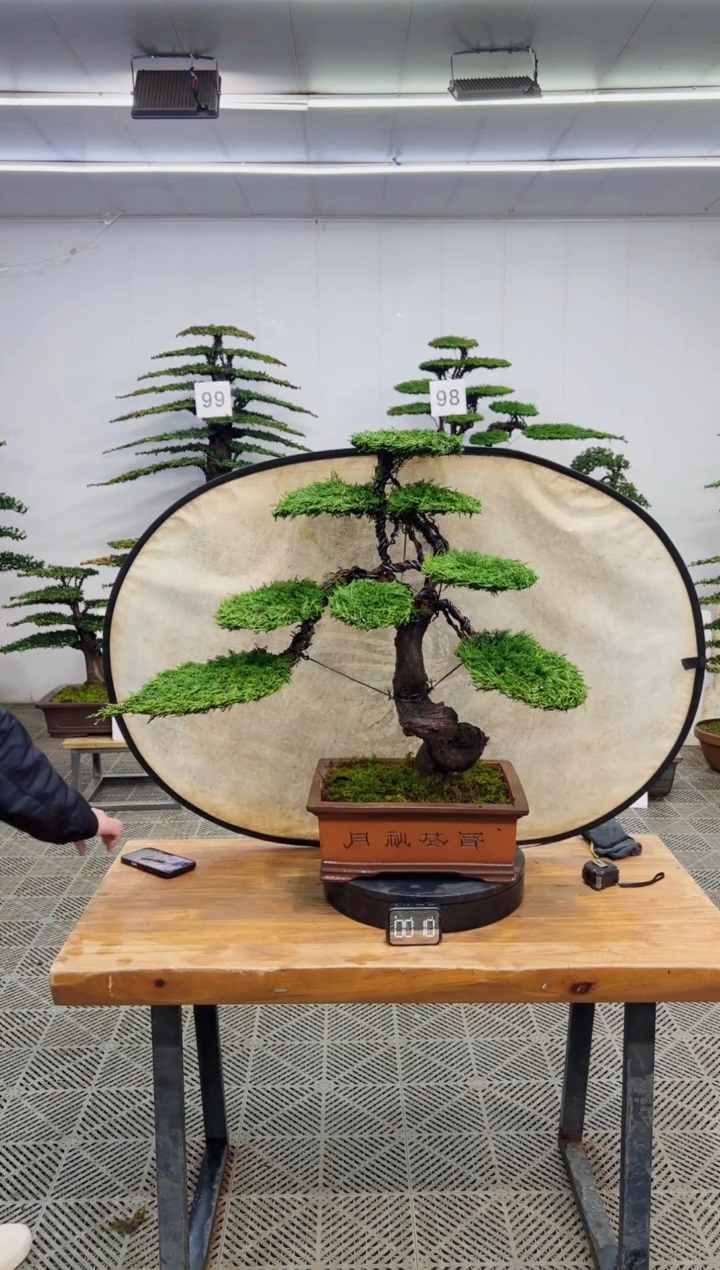 无花朵造型盆景一物一拍