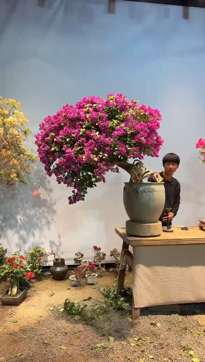 全部花朵半***。三角梅27