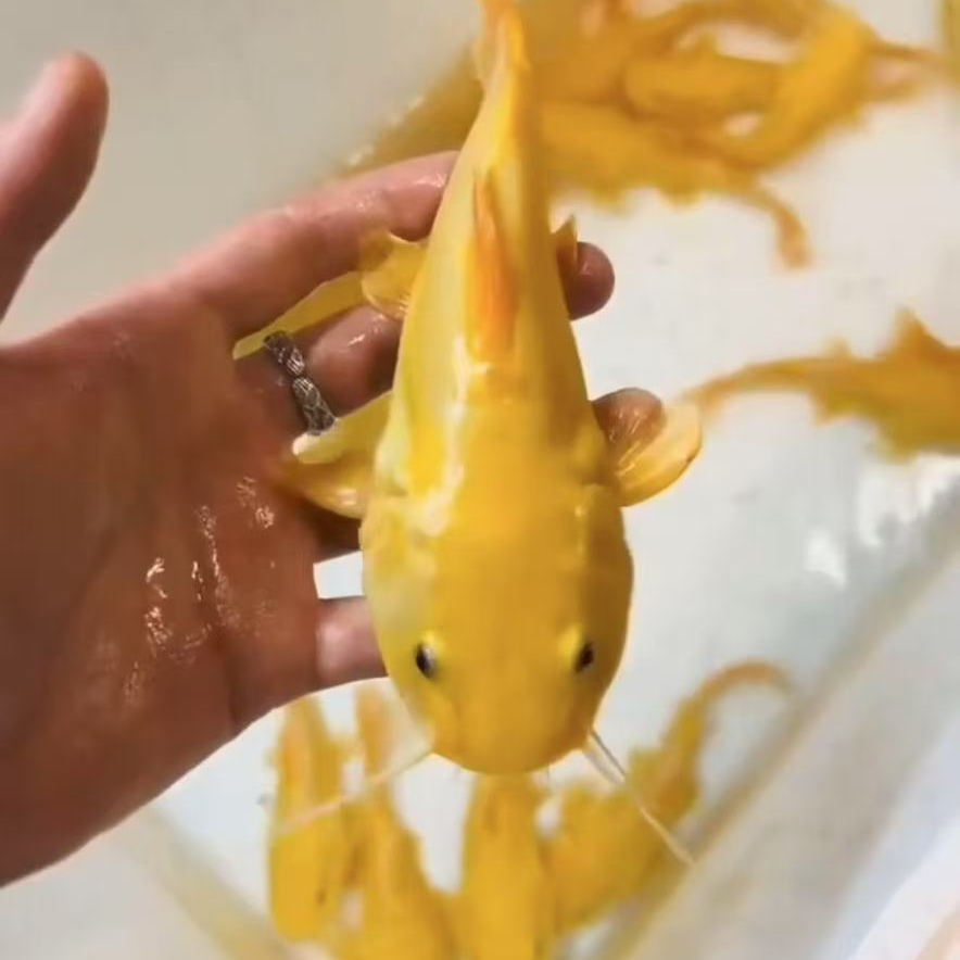 黄金招财猫鱼招财猫鱼狗仔龙鱼活体红尾猫底层鲶鱼虎鱼热带观赏鱼