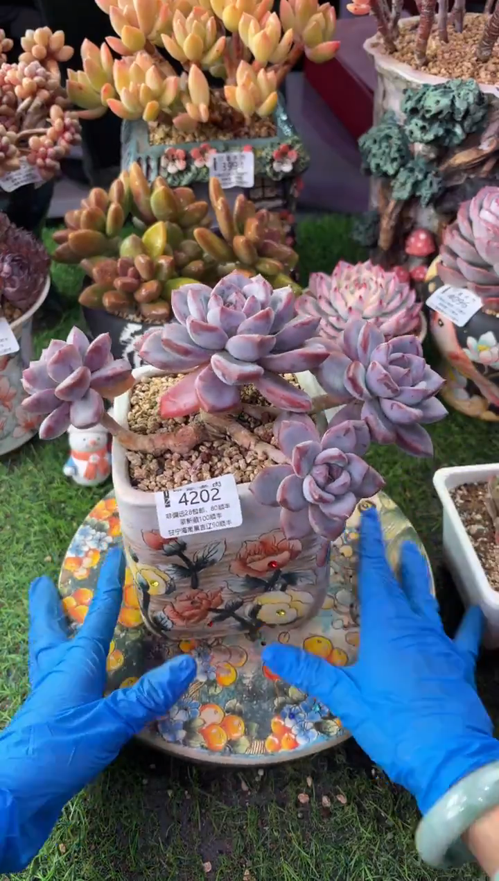 昆明印象多肉4202