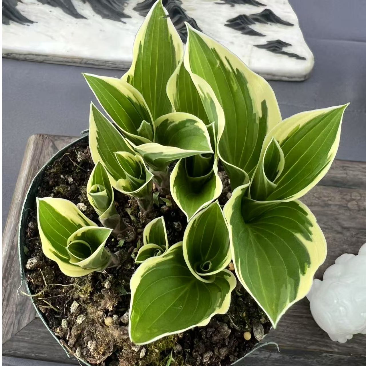 进口品种姬玉簪观赏美观玉簪花开花植物