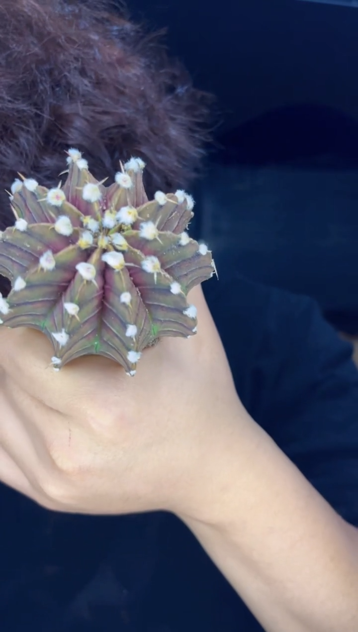 【闪购商品】泰系高绒 纯肋骨