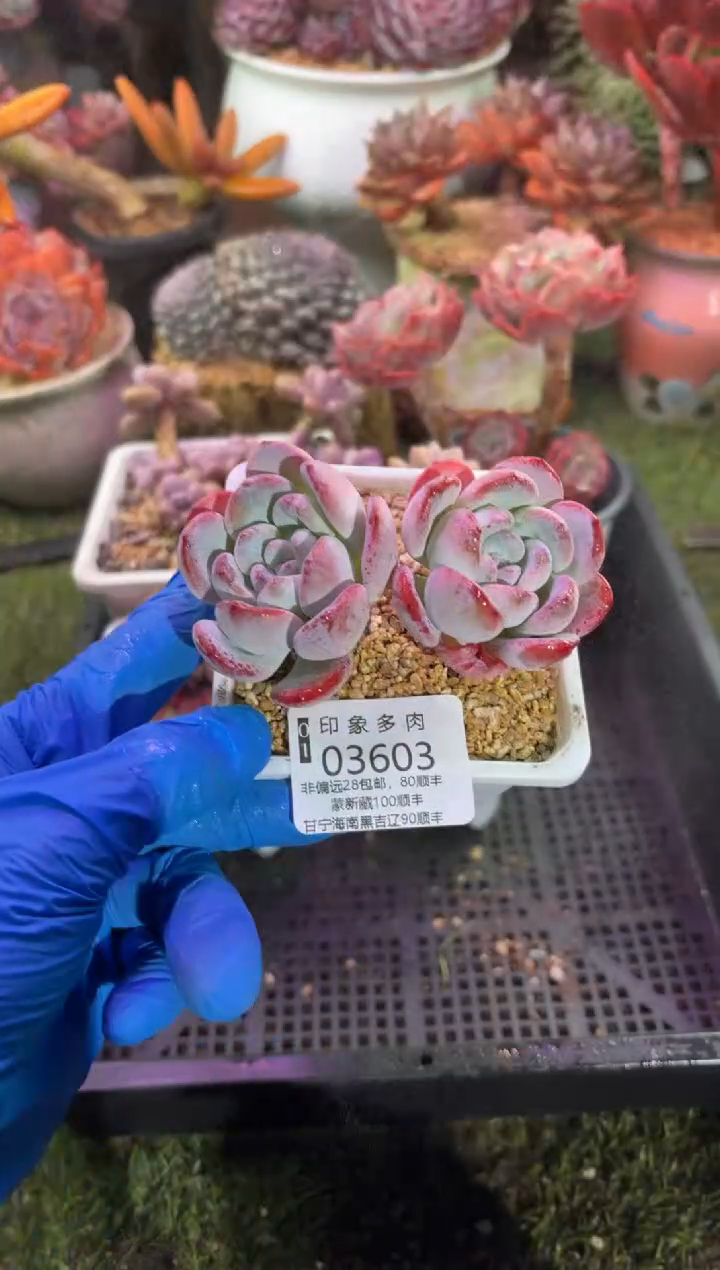 【闪购商品】03603