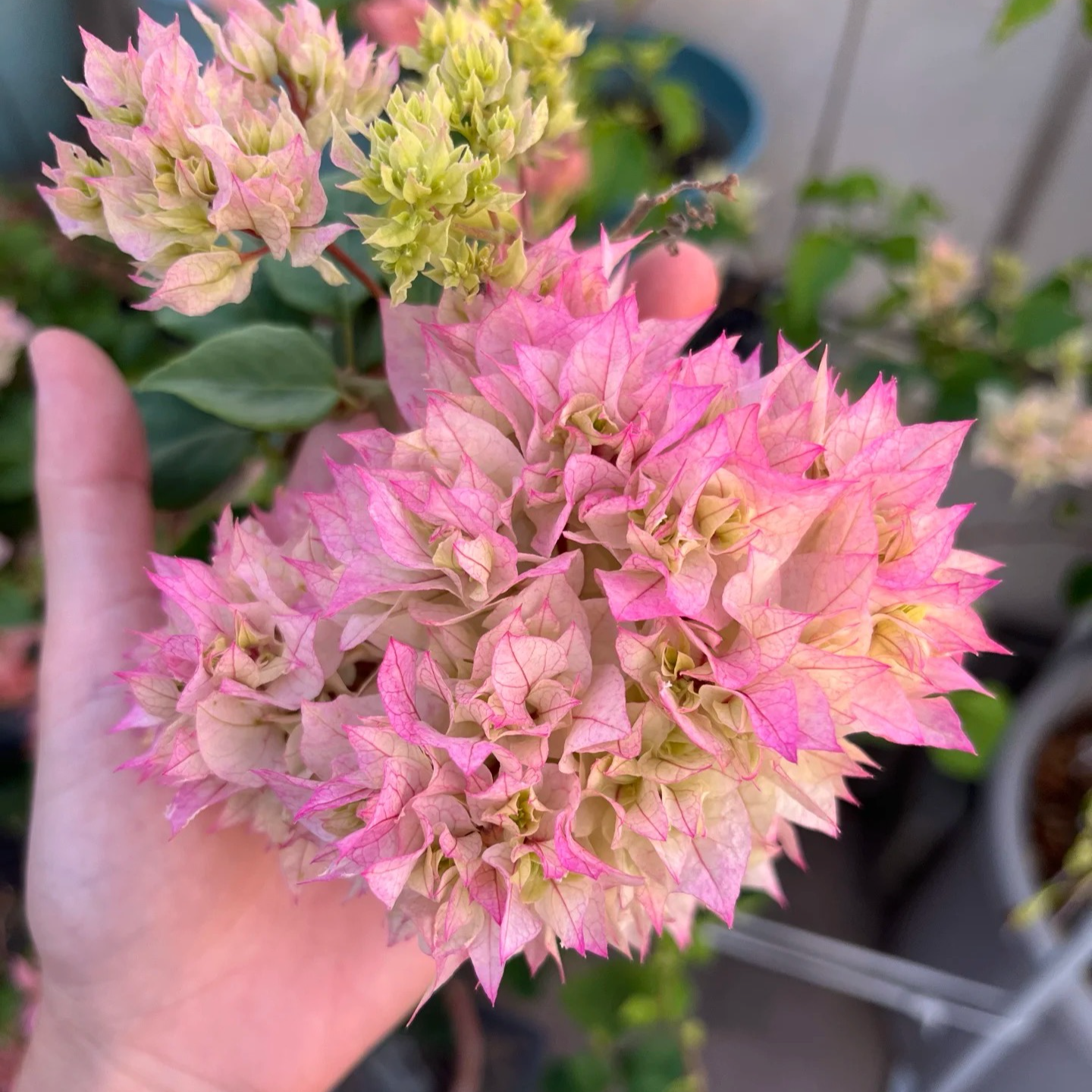 【重瓣怡景+重瓣橙】耐活勤花带盆室内外观赏三角梅