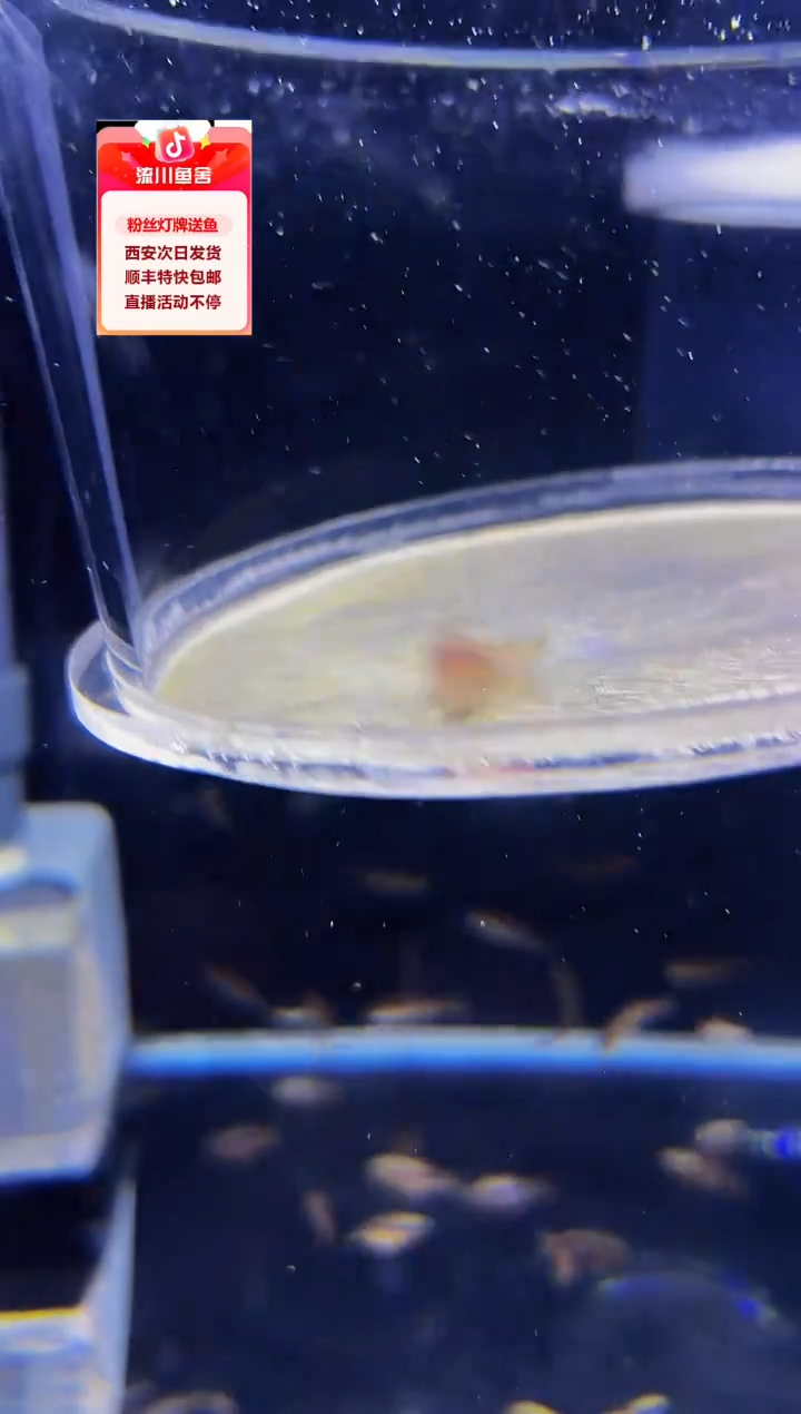 海水鱼无****í海克斯