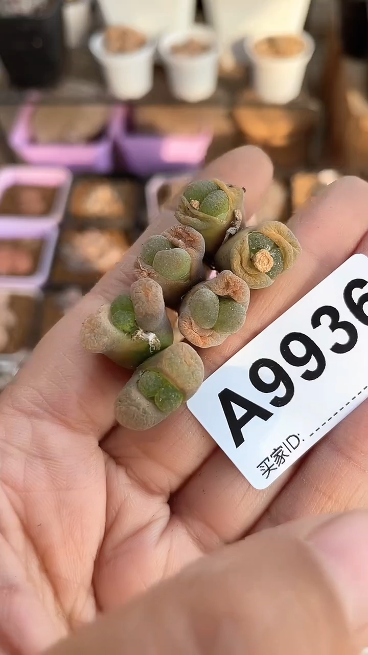 【闪购商品】9936直播一物一拍