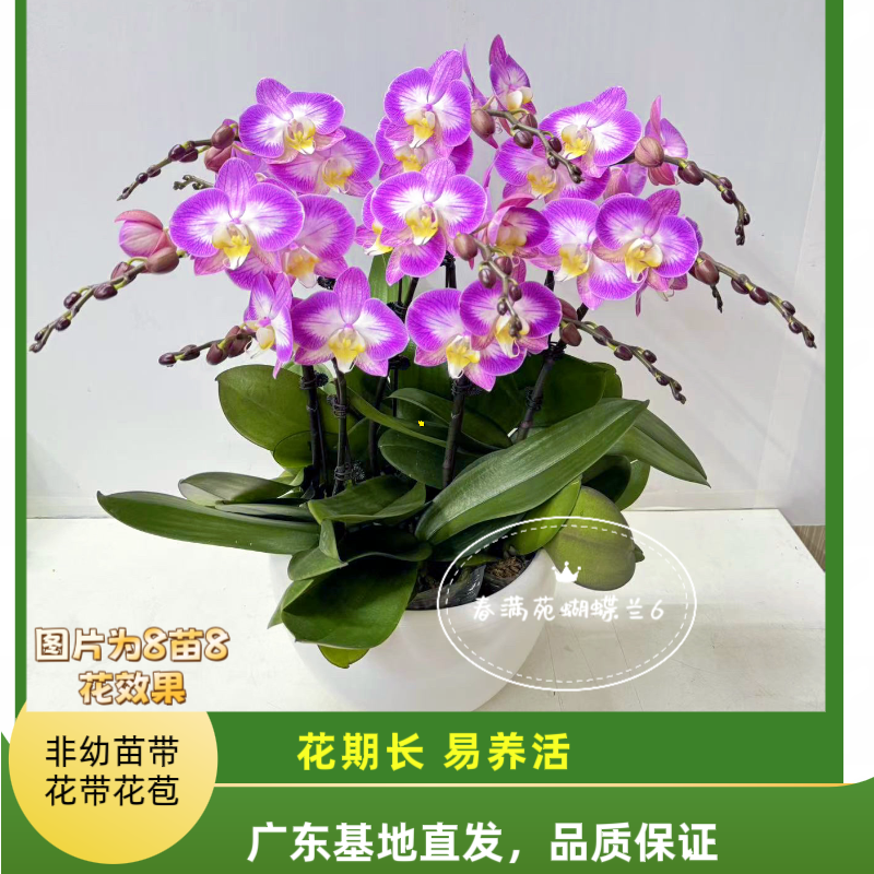06[雪山飞狐06]2.8寸中大花型老苗蝴蝶兰带花发货