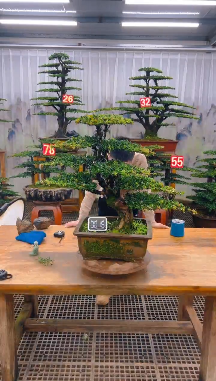 无花朵精品盆景直播间一物一拍