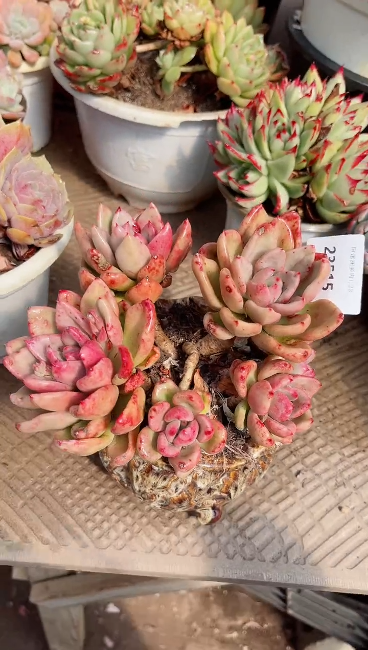 【闪购商品】23515