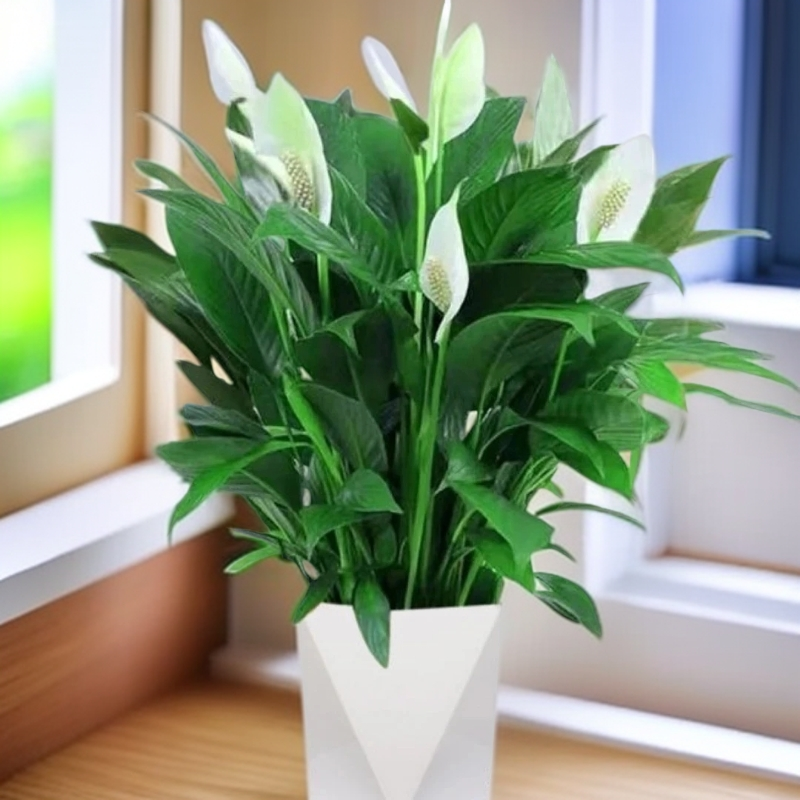 大白掌一帆风顺配白色花盆桌面净化空气吸甲醛懒人植物净化空气