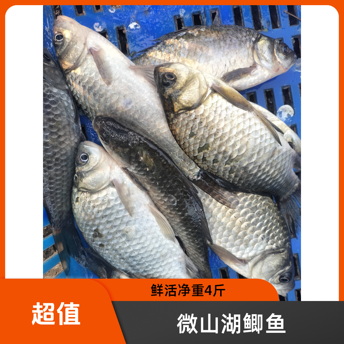 特大 微山湖野生鲫鱼杀好发货(5斤杀好损耗20%）净重4斤一斤3-4条