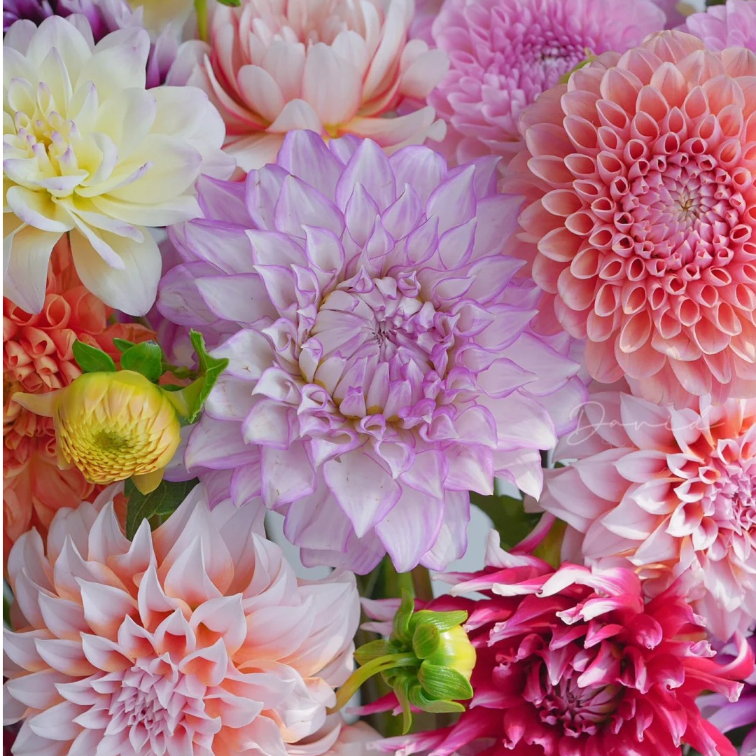 【高品质大丽花】勇哥的花园基地直发高品质鲜切花