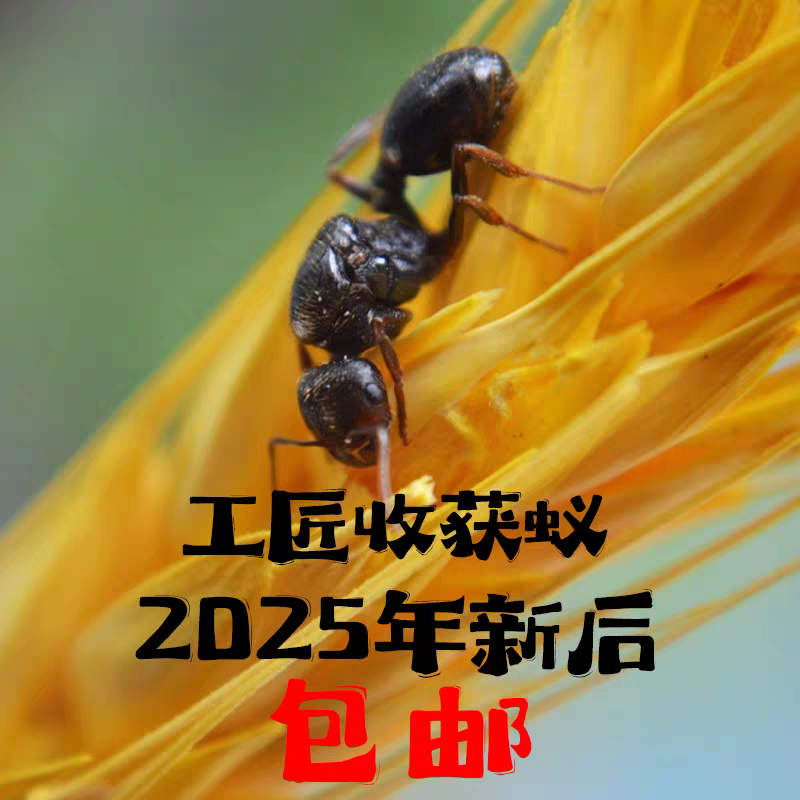 工匠收获蚁新后宠物活体饲养简单适合新手