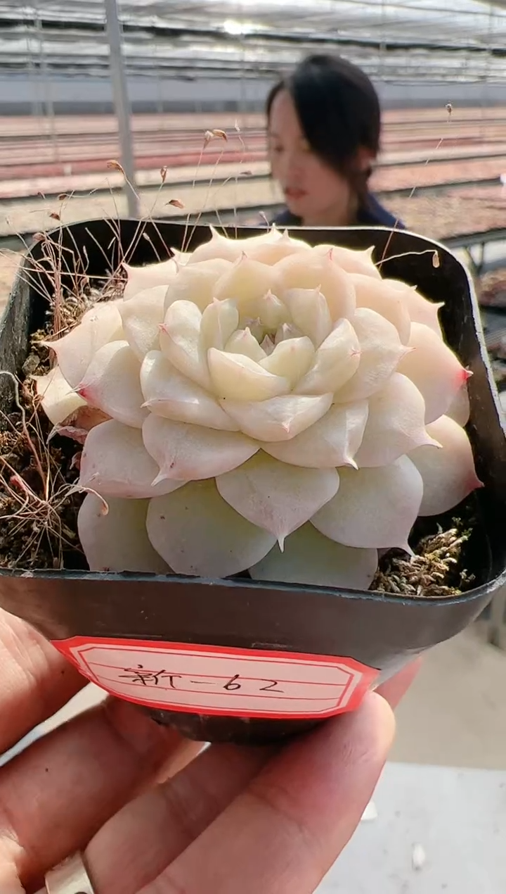 【闪购商品】新-62