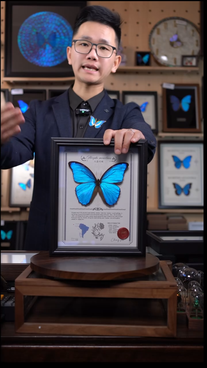 大蓝闪蝶豪华版10寸欧式框（带证书）