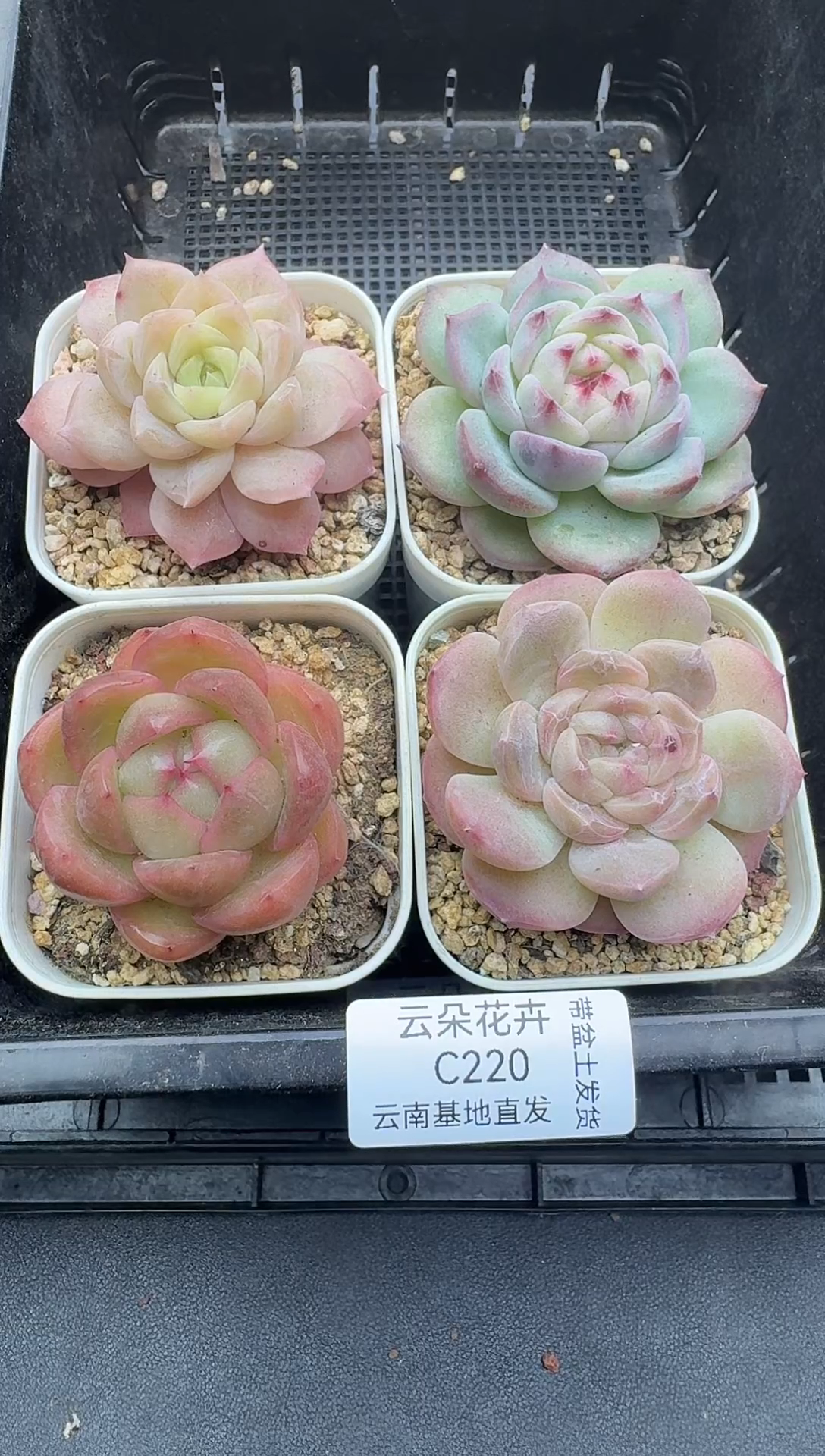 珍妮杂交多肉C220