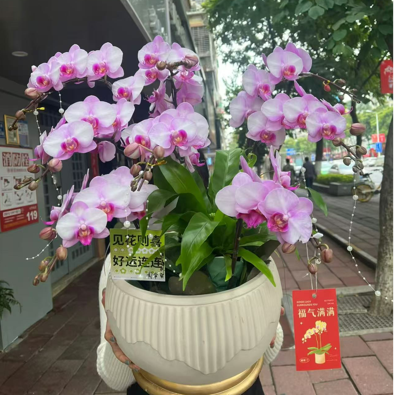 蝴蝶兰【豆蔻佳人】，3.0杯苗，无花无剑