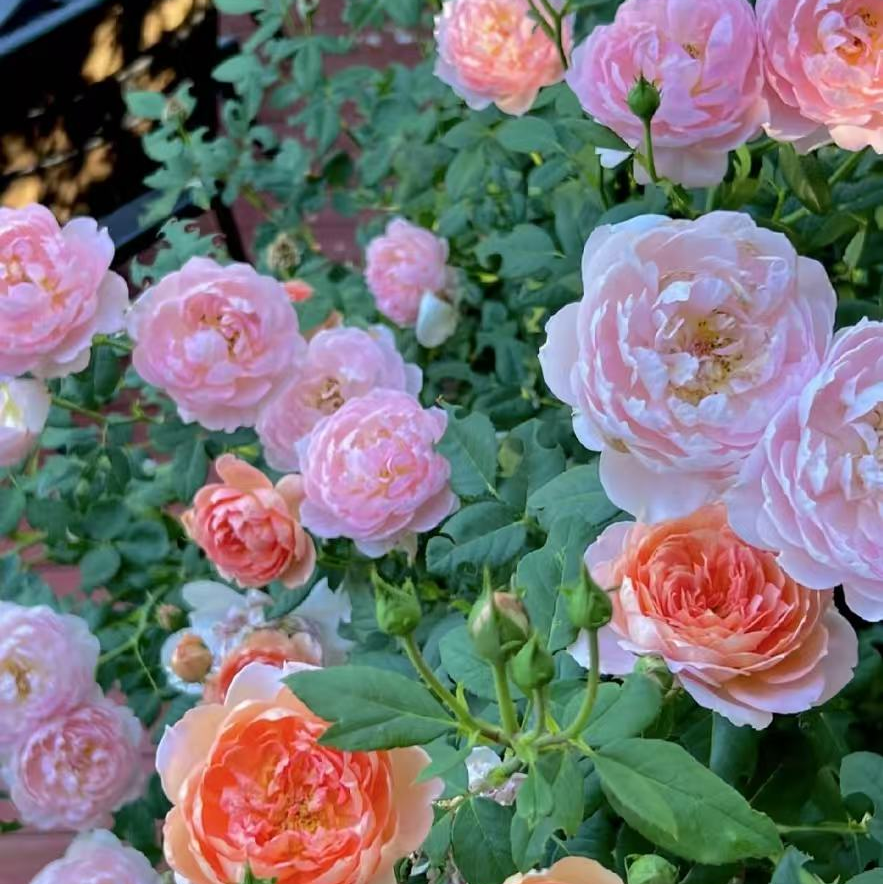 春和花野 枯燥交响也有浪漫定义花卉-八十条-玩三条-002