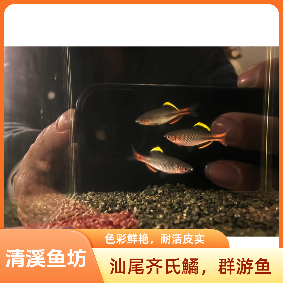 汕尾齐氏鱊原生鱼颜色艳丽皮实耐活群游小尺寸冷水鱼