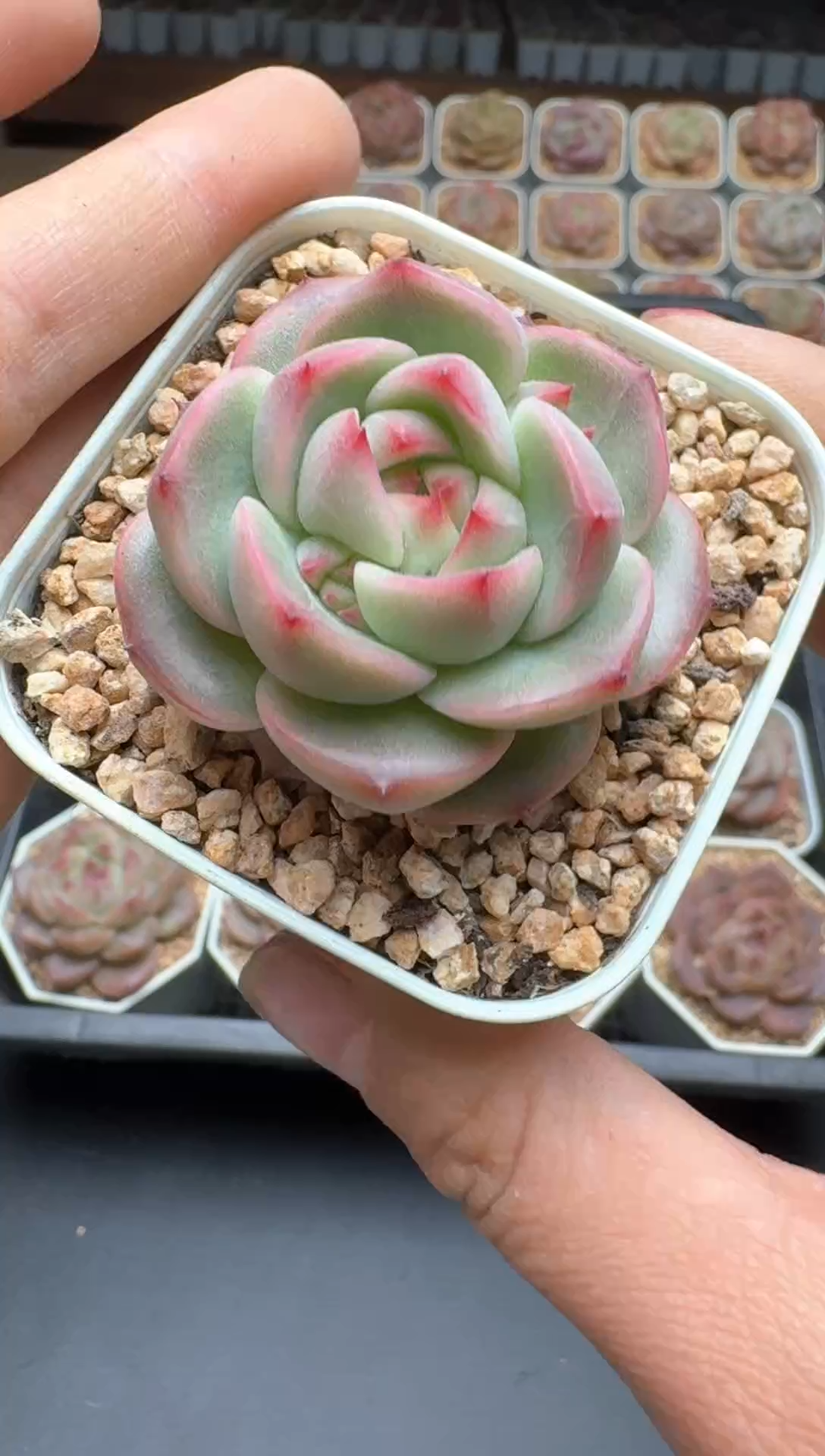 【闪购商品】718E号一物一拍多肉花卉植物3颗起发