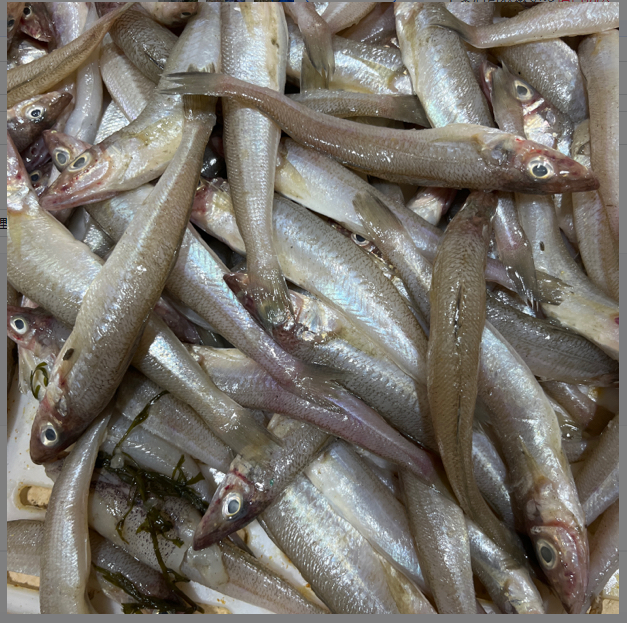 （孙娟海鲜）11.17冻沙丁鱼4斤一斤16-18条左右 大小不一介意勿拍