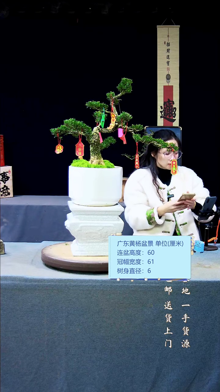 【闪购商品】雀舌黄杨盆景雀舌黄杨盆景