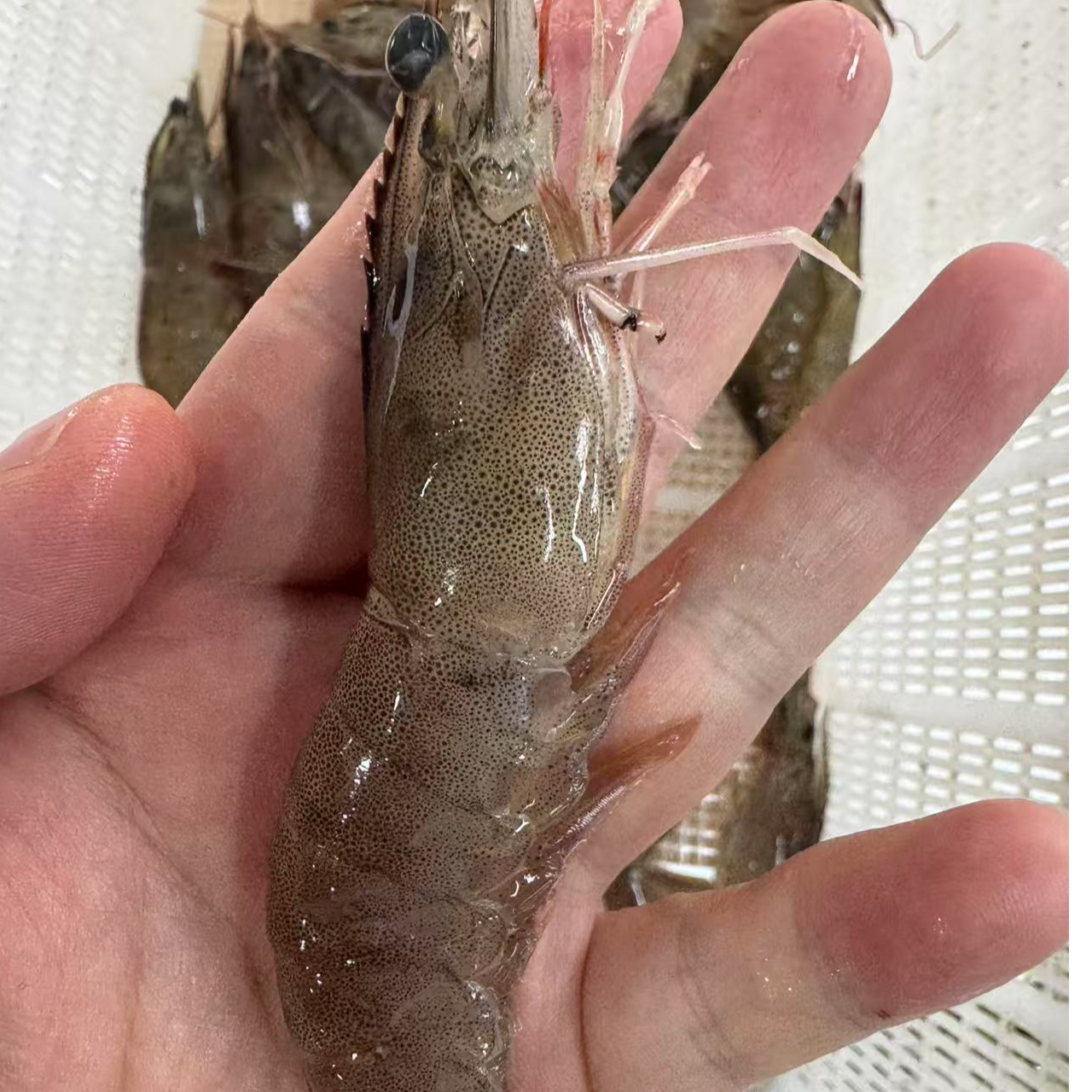 【叁叁优选】当天罢工的基围虾500g