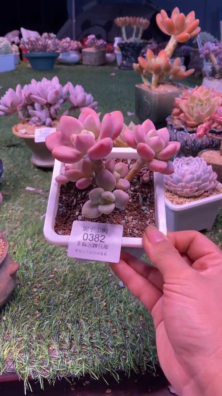 0382《满28包邮发货》