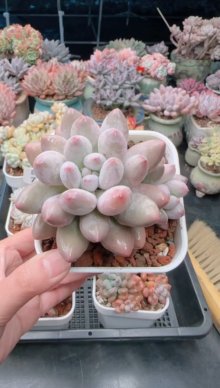 【闪购商品】7203萝美人