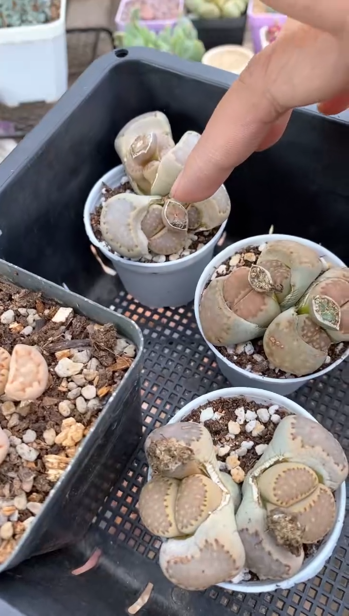 【闪购商品】6933直播一物一拍