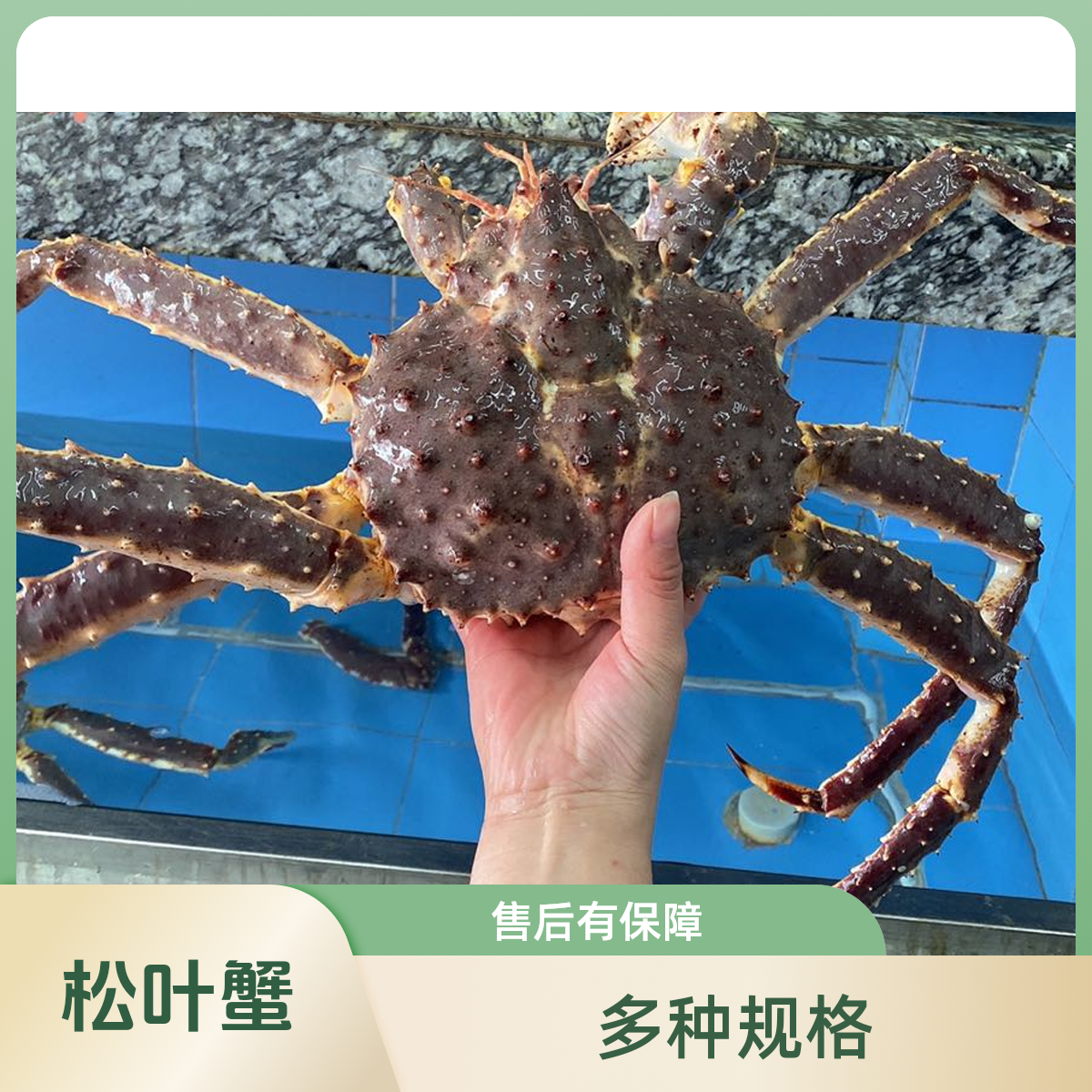 松叶蟹  多规格 1kg