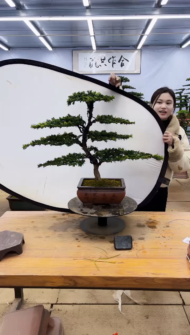 【闪购商品】高端盆景一物一拍，所见即所得