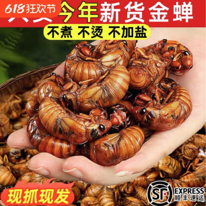 【新货顺丰包邮】新鲜爬叉知了猴爬叉新鲜金蝉活体冷冻发货