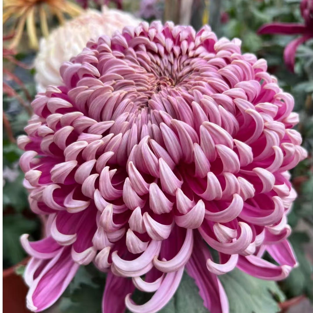 九月大菊（晴舞台）带花苞发货