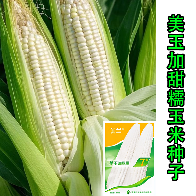 白甜糯玉米（加甜糯）美玉7号美玉27号甜糯可口早熟高产 玉米种子