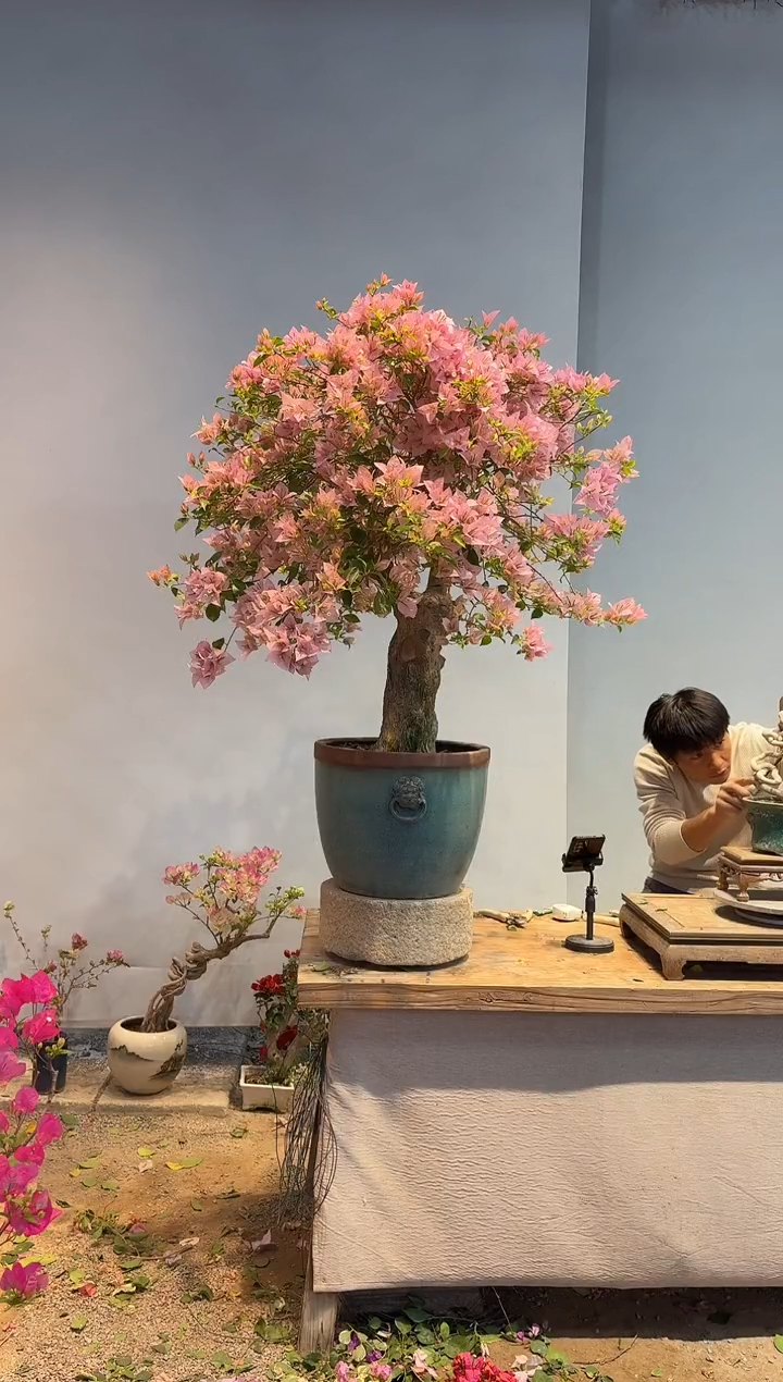 以实际为准L***二三角梅10