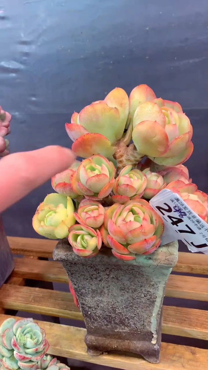 247J（一物一拍，精品多肉，所见即所得 ）