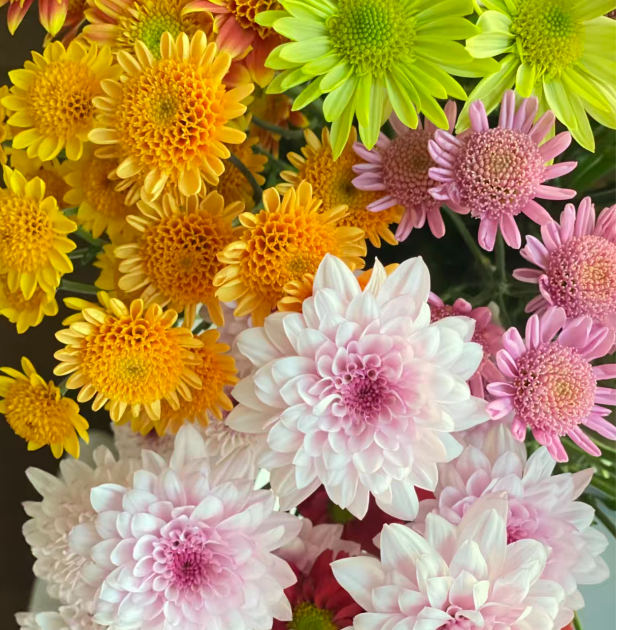 【采云鲜花】混色小雏菊10枝云南昆明直发全场鲜花2单升级顺丰